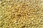 Yellow Sorghum